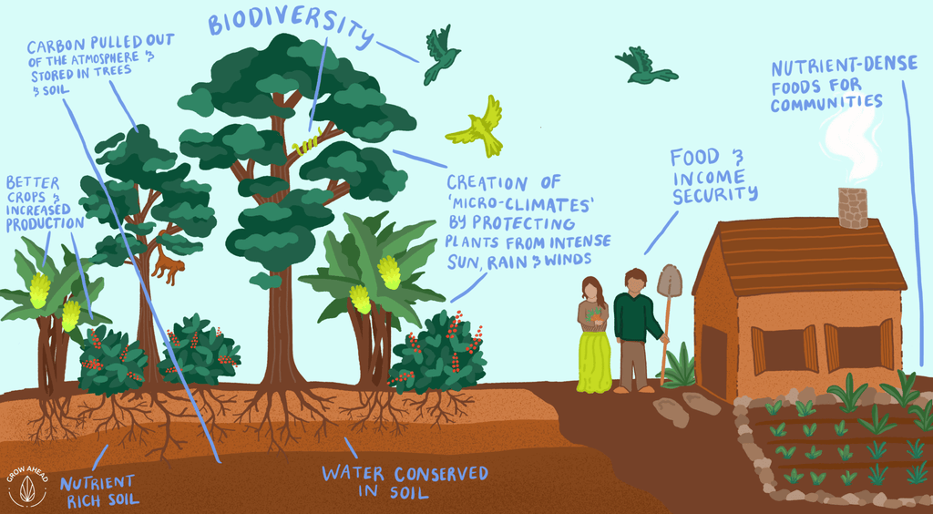 infographic illustrating agroforestry 