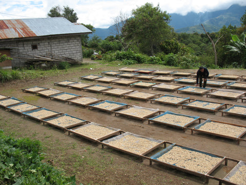 coffee beans drying in raised drying beds