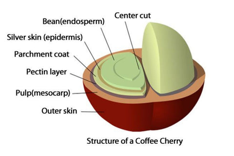 coffee cherry anatomy