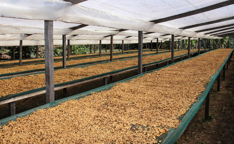 honey process coffee on drying beds