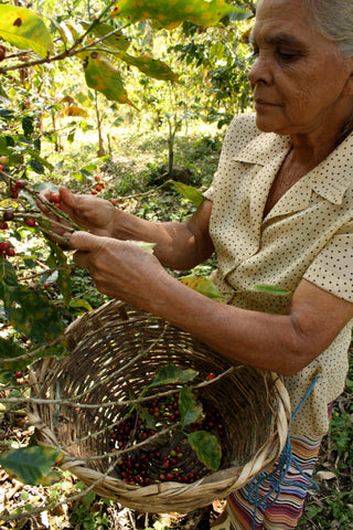 coffee producer picking ripe coffee cherries from coffee plant
