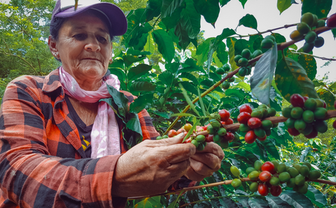 picking coffee cherries in Peru