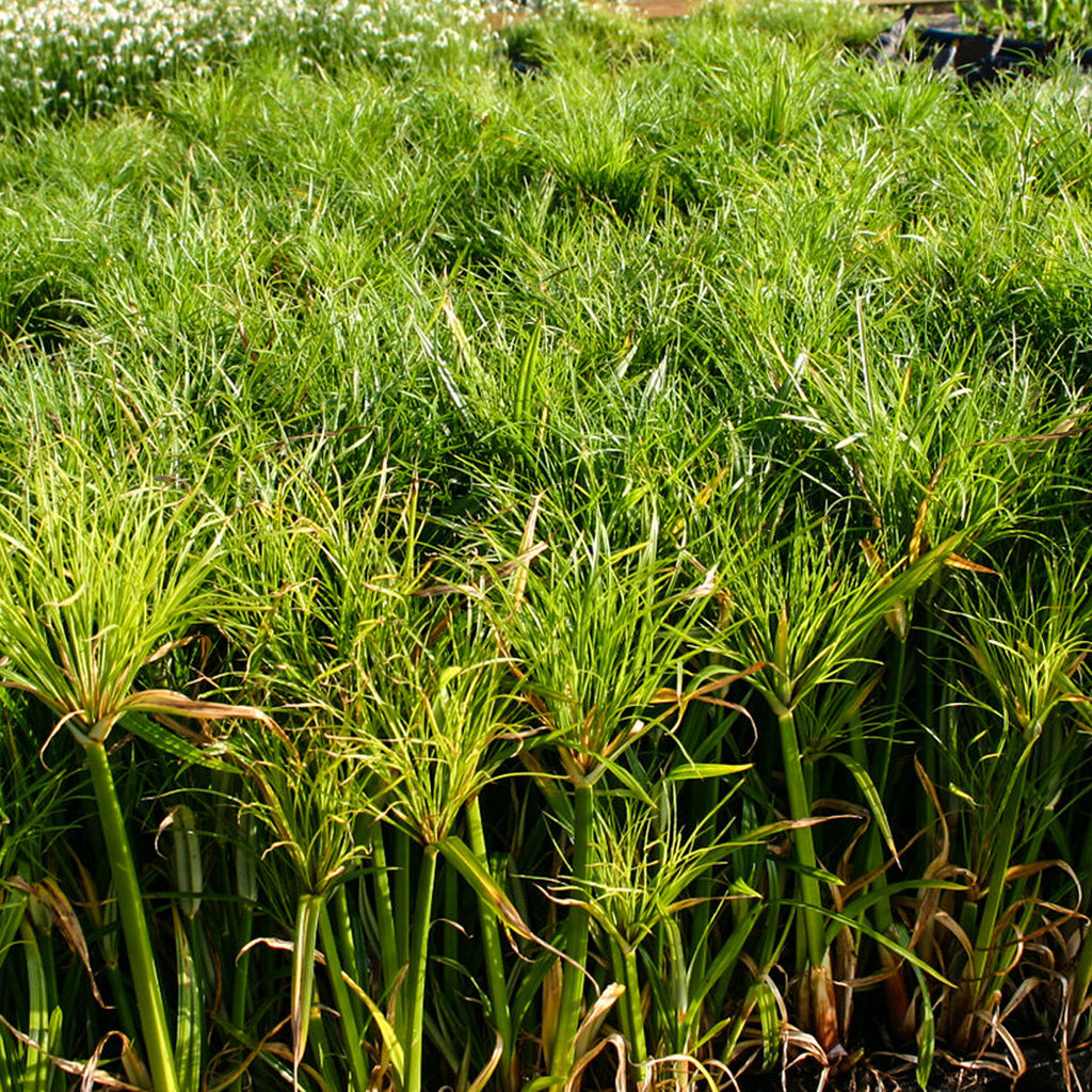 dwarf papyrus in pond