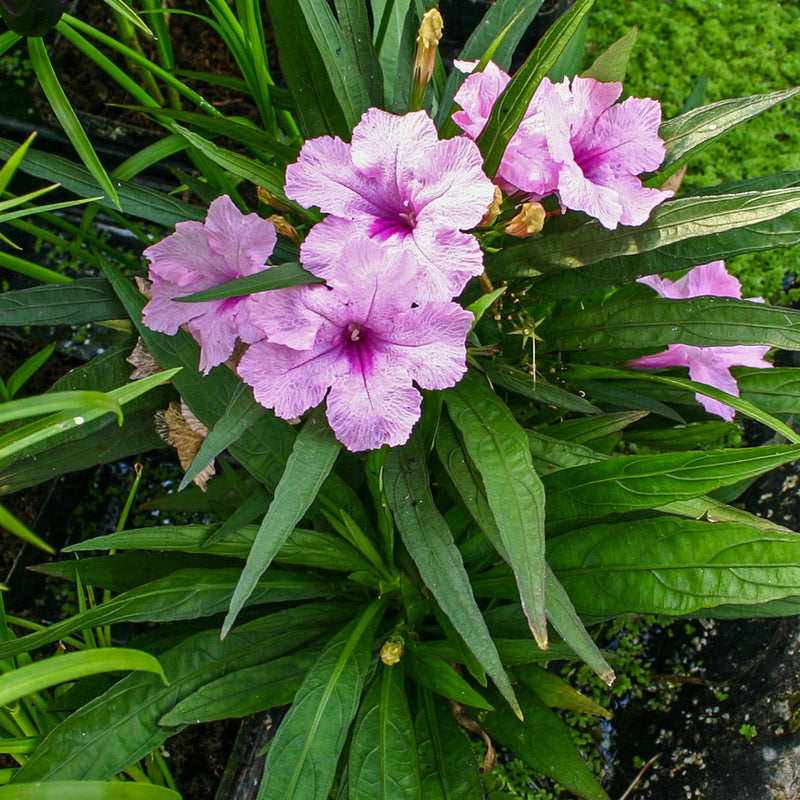 Dwarf Pink Mexican Petunia 800x ?v=1589335828