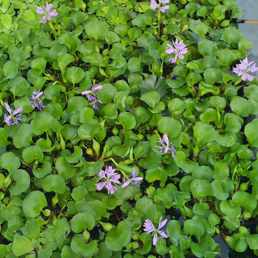 Floating Plants – PONDS PLUS Water Garden Center