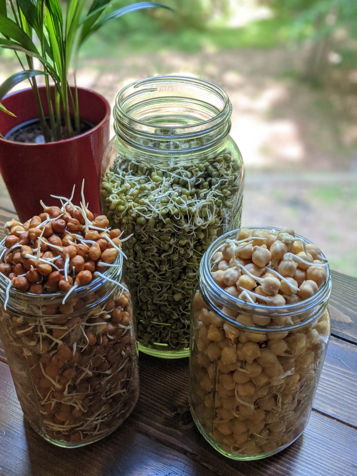 Jars with sprouted mun beans and sprouted check peas 