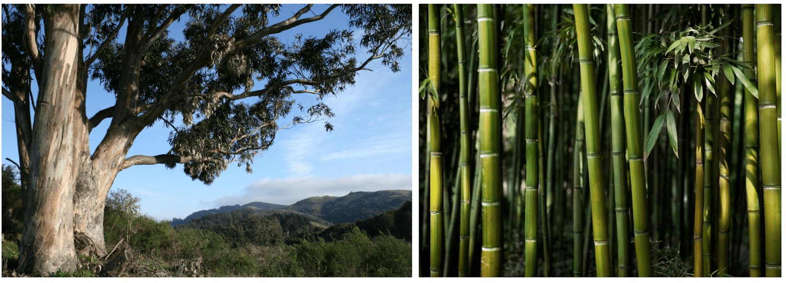 eucalipto vs fibra de bambú