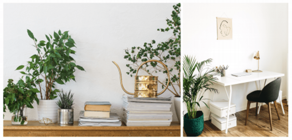 plants for home office