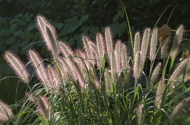 fountain grass