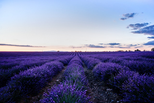 11 Tips For Growing Lavender in Hot, Dry, Desert Climates