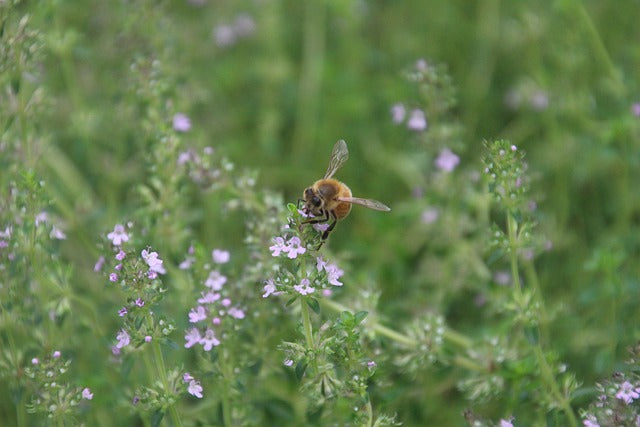 thyme