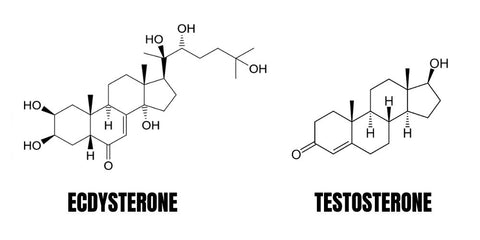 ecdysterone vs test - psycho pharma