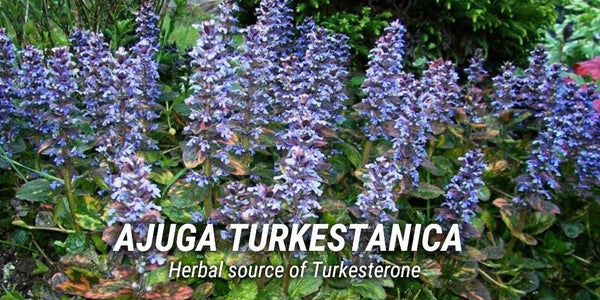 ajuga turkestanica - turkesterone plant