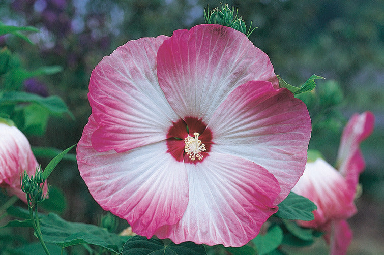 Buy tree hollyhock Hibiscus syriacus Pink Chiffon ('Jwnwood4') (PBR) ( Chiffon Series): £27.99 Delivery by Crocus