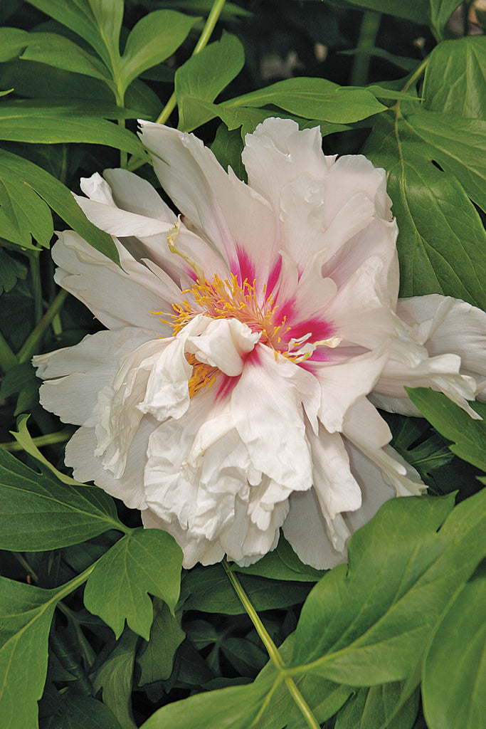 IDA'S PINK' Tree Peony (Paeonia x suffruticosa)