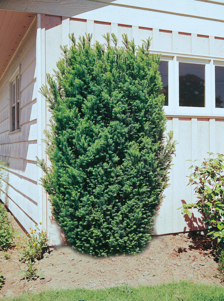 Emerald Cedar 'Emerald Green' (Thuja occidentalis) - MyGardenLife