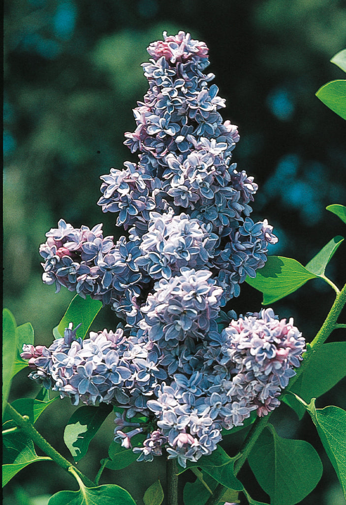 Cercis canadensis Lavender Twist® ('Covey') (PP10328, COPF) from NVK  Nurseries