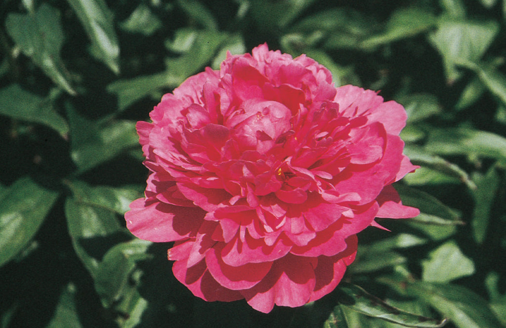 Paeonia Armani Armani Peony Maple Leaf Home Gardens