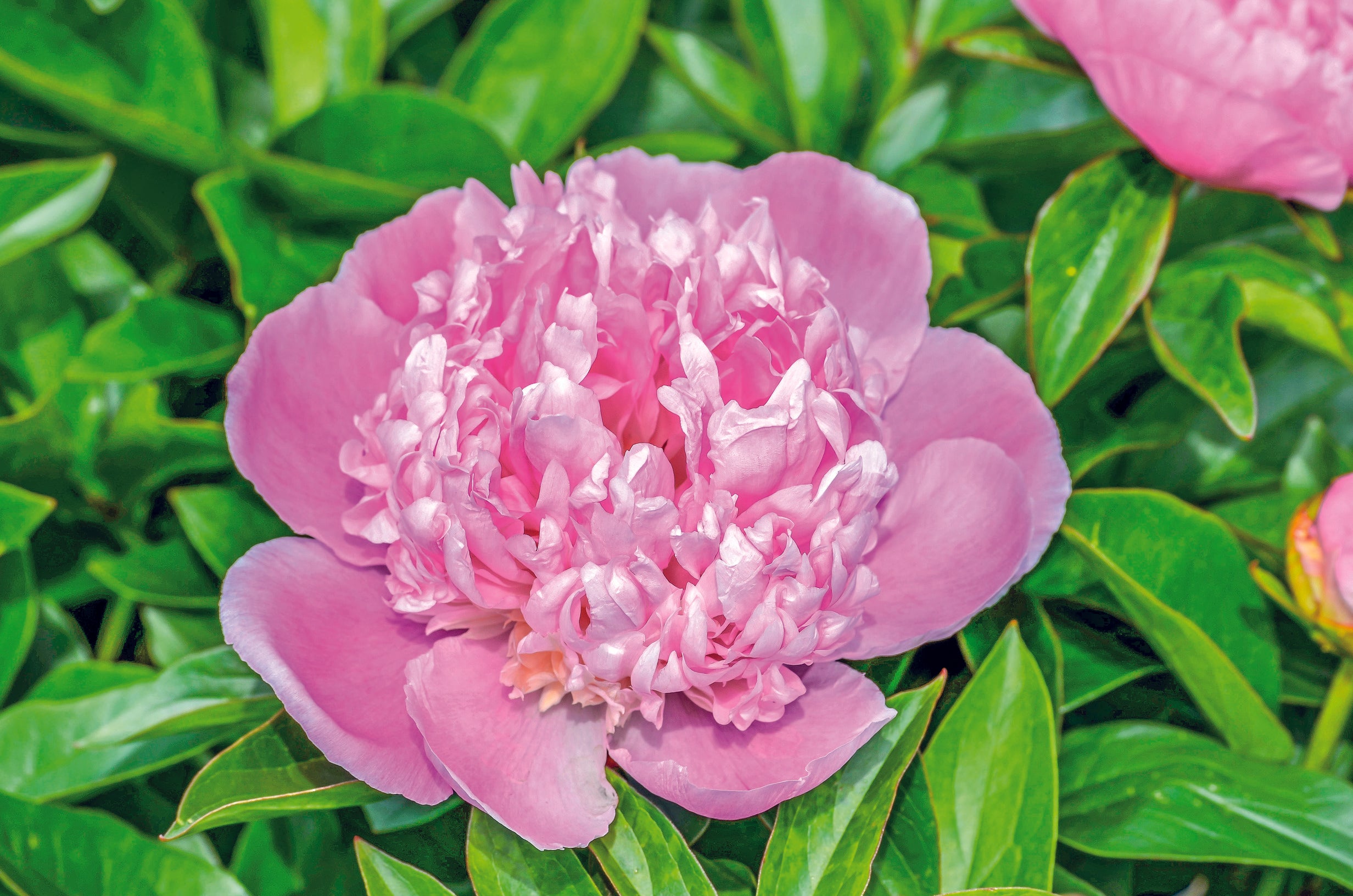 Paeonia lactiflora 'Lady Anna' | Lady Anna Peony – Maple Leaf Home Gardens