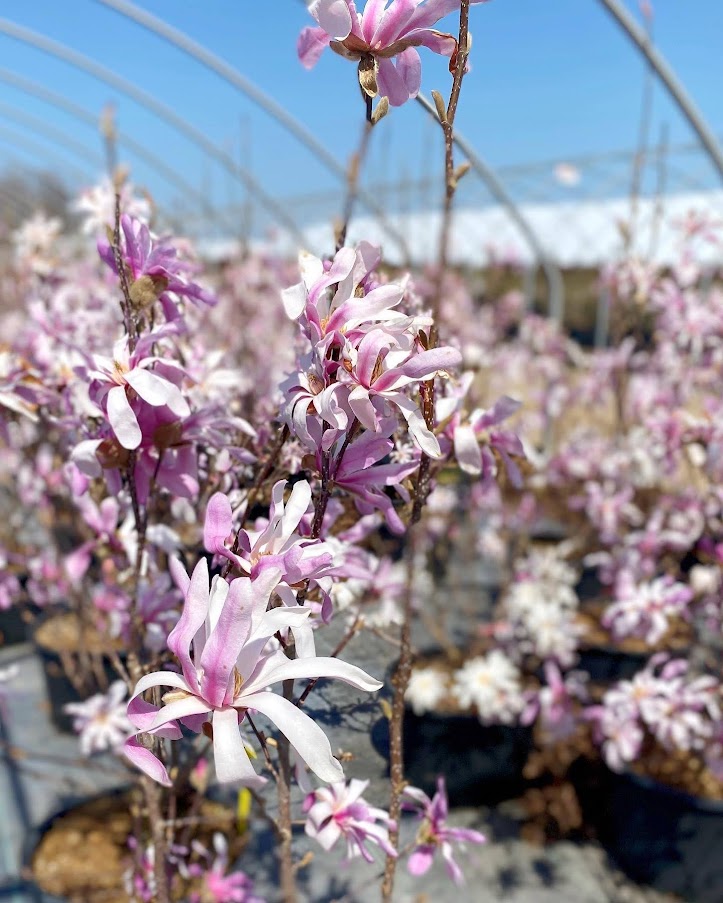 Cercis canadensis Lavender Twist® ('Covey') (PP10328, COPF) from NVK  Nurseries