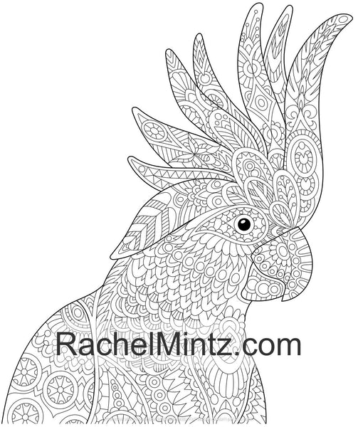 Download Colorful Parrots Tropical Birds Pdf Coloring Book For Adults Rachel Mintz Coloring Books