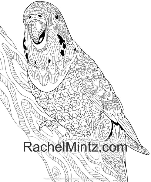 Download Colorful Parrots Tropical Birds Pdf Coloring Book For Adults Rachel Mintz Coloring Books