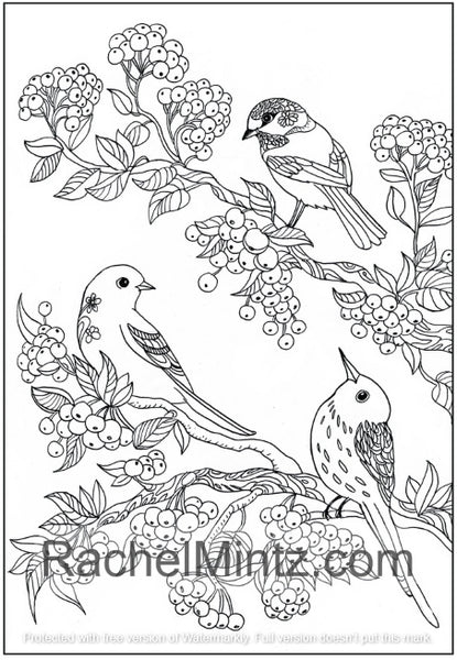 Download Melodies - Garden & Forest Birds PDF Coloring Book For Adults - Rachel Mintz Coloring Books