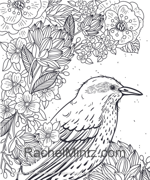 Download Melodies - Garden & Forest Birds PDF Coloring Book For Adults - Rachel Mintz Coloring Books