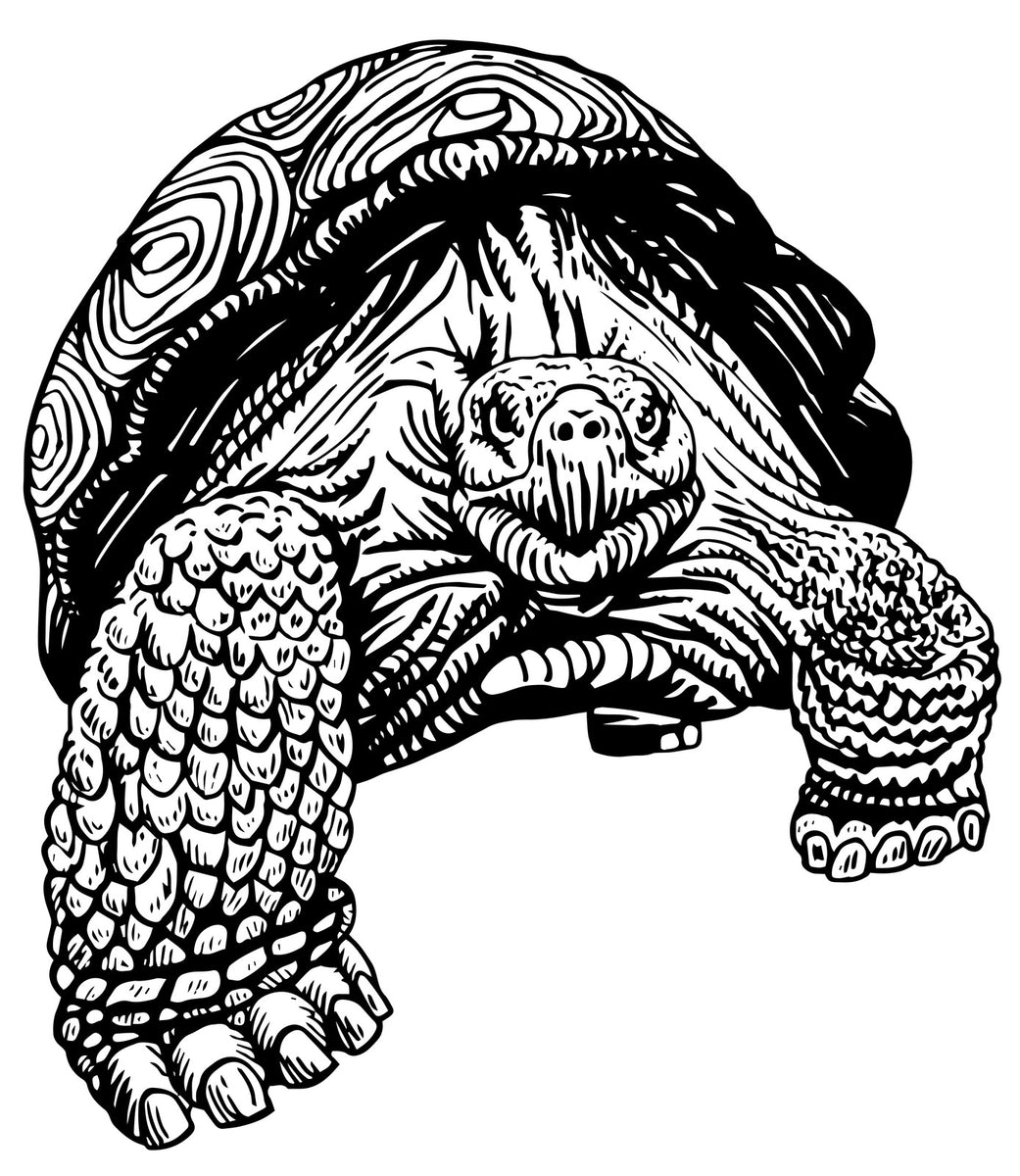 Turtles - Relaxing Coloring (Pdf Book) With Tortoises And Sea Turtles