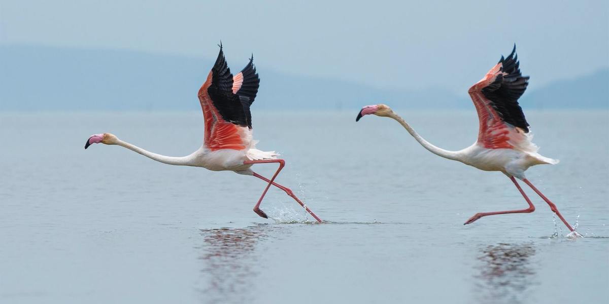 vol de flamants roses