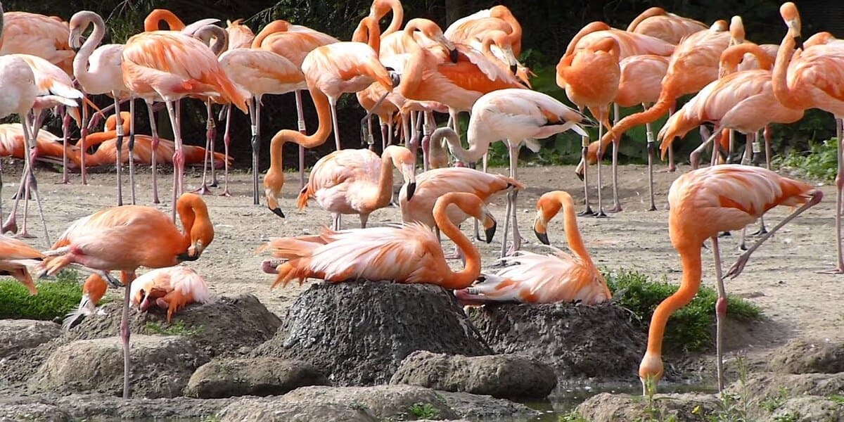 flamant rose construction nid