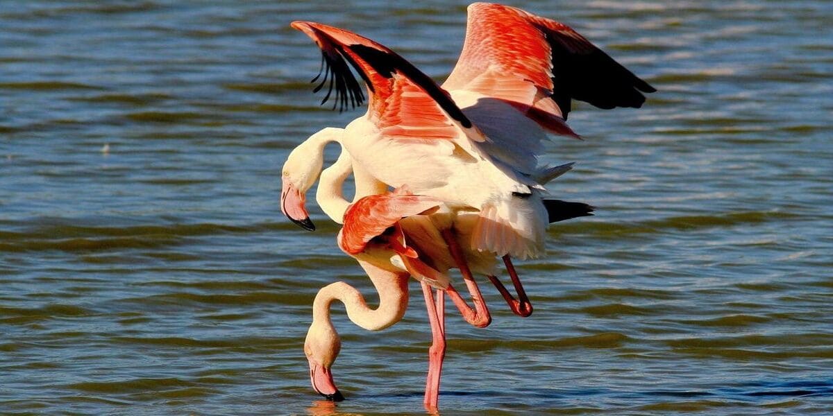 partenaire flamant rose
