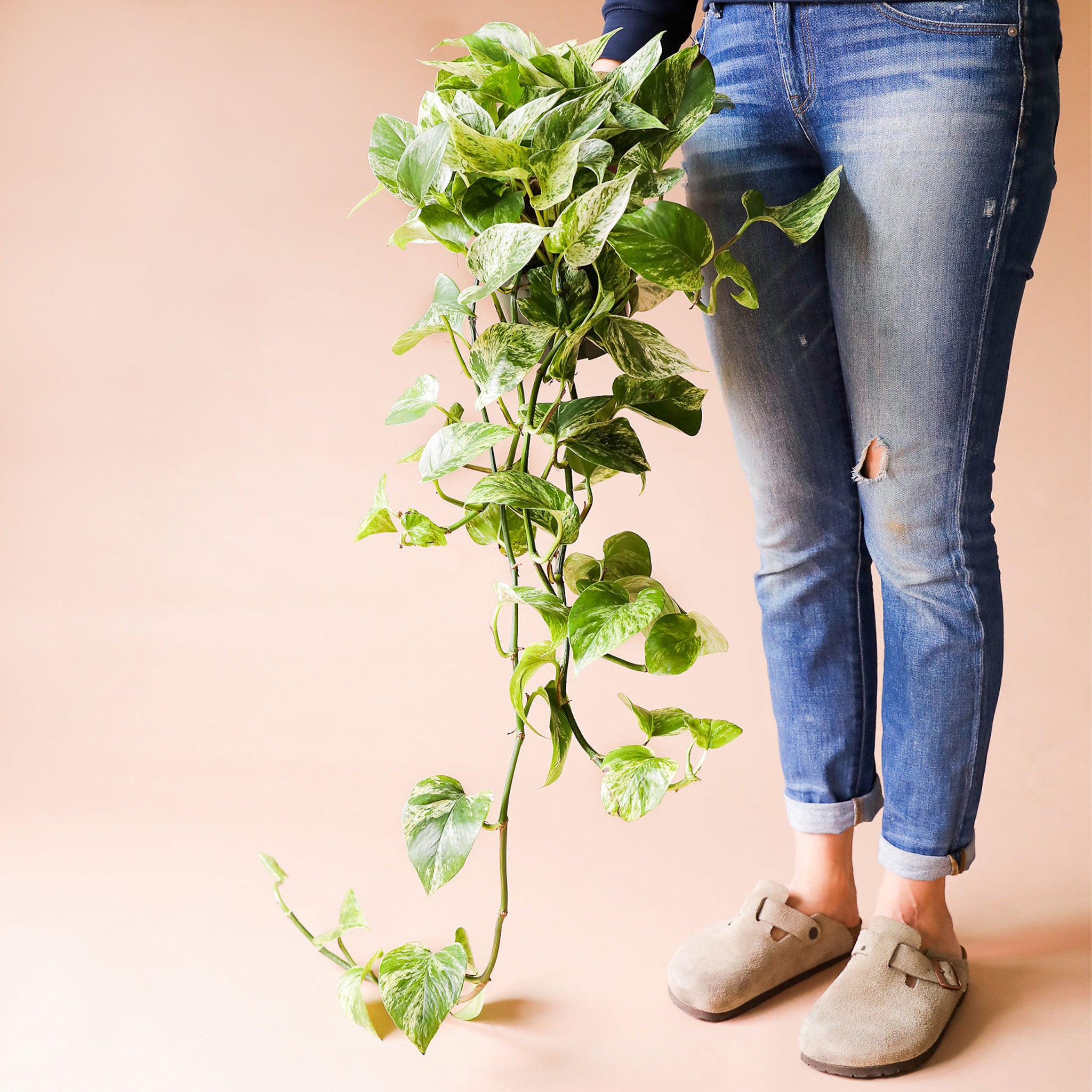 Pothos | Marble Queen