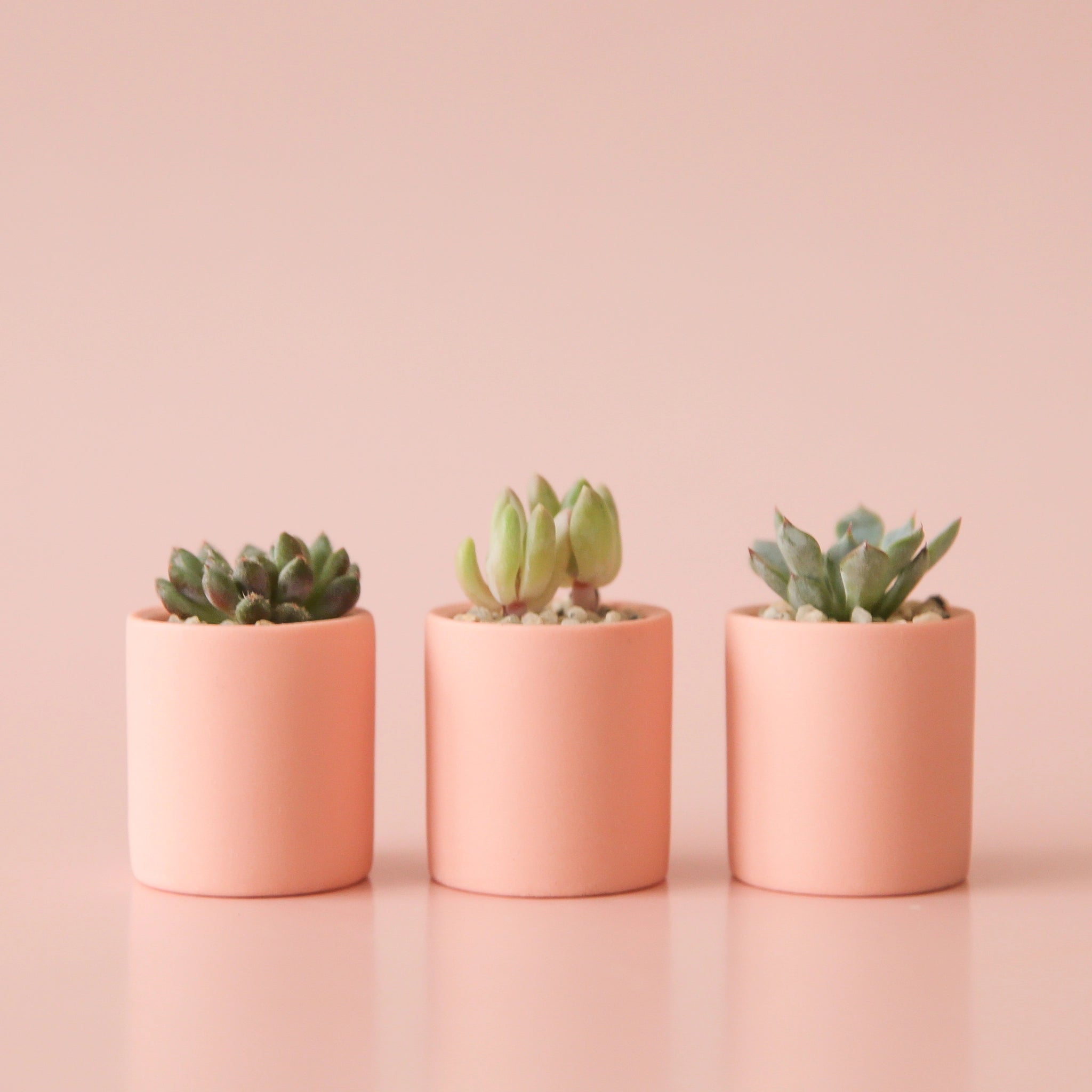 Tiny Pot Neutral – Pigment