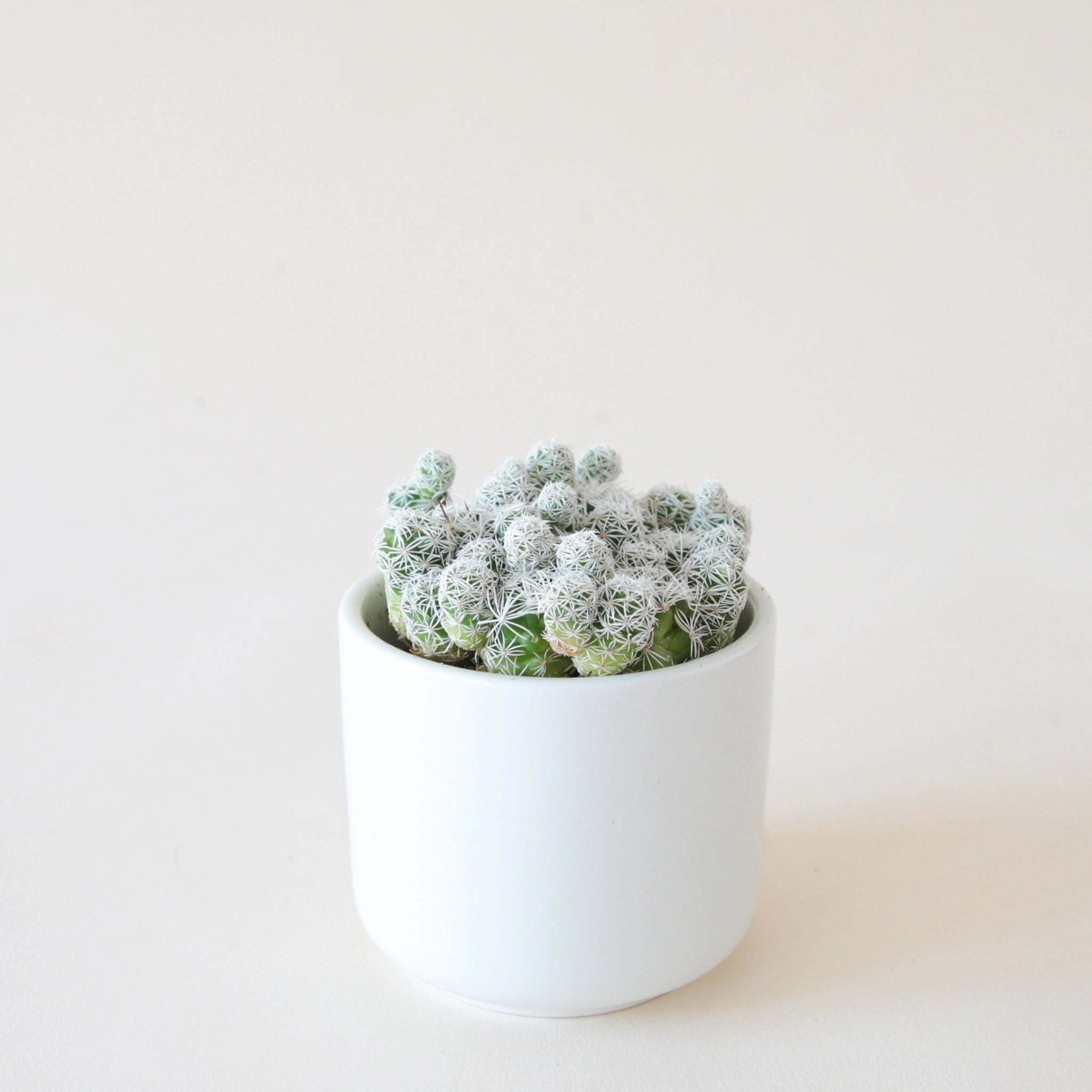 Mammillaria Gracilis Fragilis | Thimble Cactus
