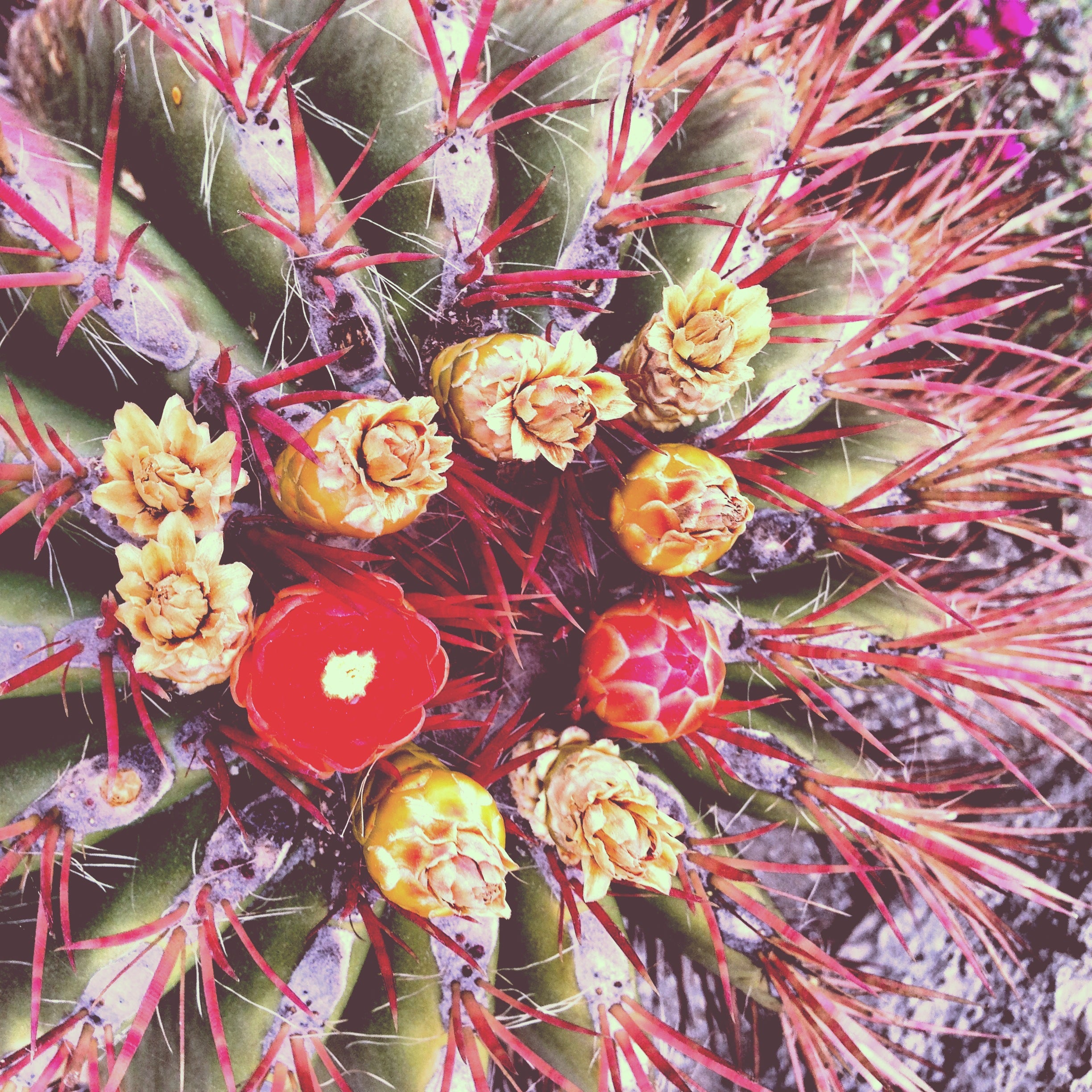 Balboa Park Desert Garden