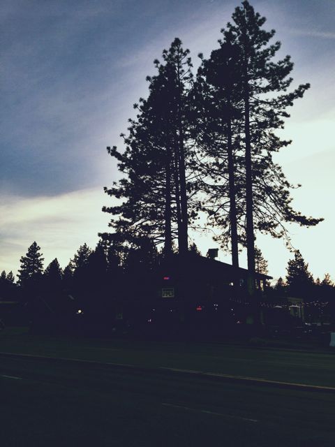 Lake Tahoe Trees