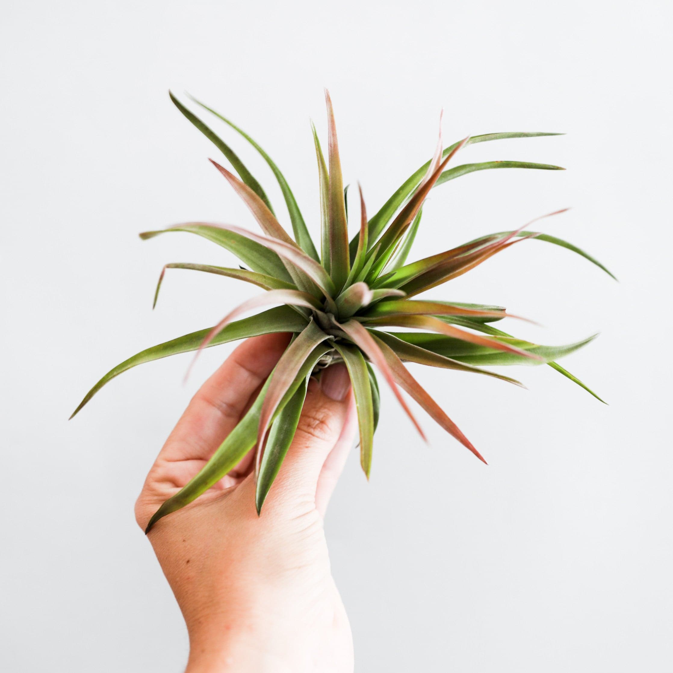 Spanish moss, Tillandsia usneoides – Paradise Found Nursery