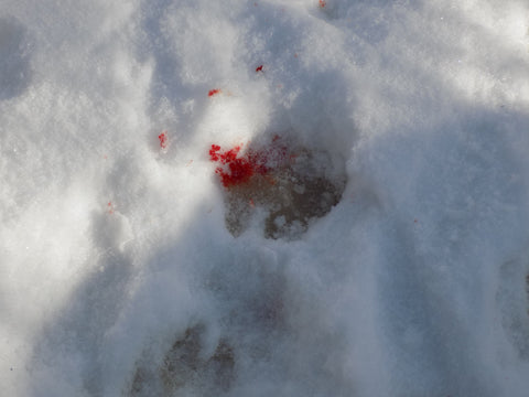 Survival - IFAK - Zeke's Bloody Foot Print in the Snow - Wilderness Survival Systems : Picture 