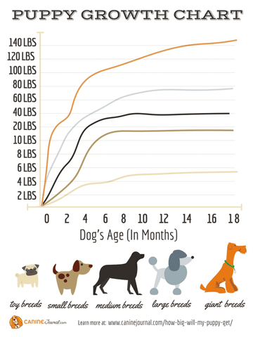 How Big Will My Puppy Get And How Should I Feed It Puppo