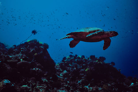 tartaruga no oceanario