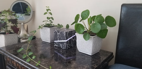 Vellum Wellness Marquina near plants