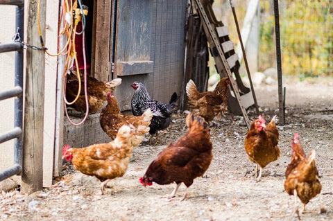 Pasture Raised Eggs Near Me