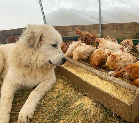 Pasture Raised Chickens