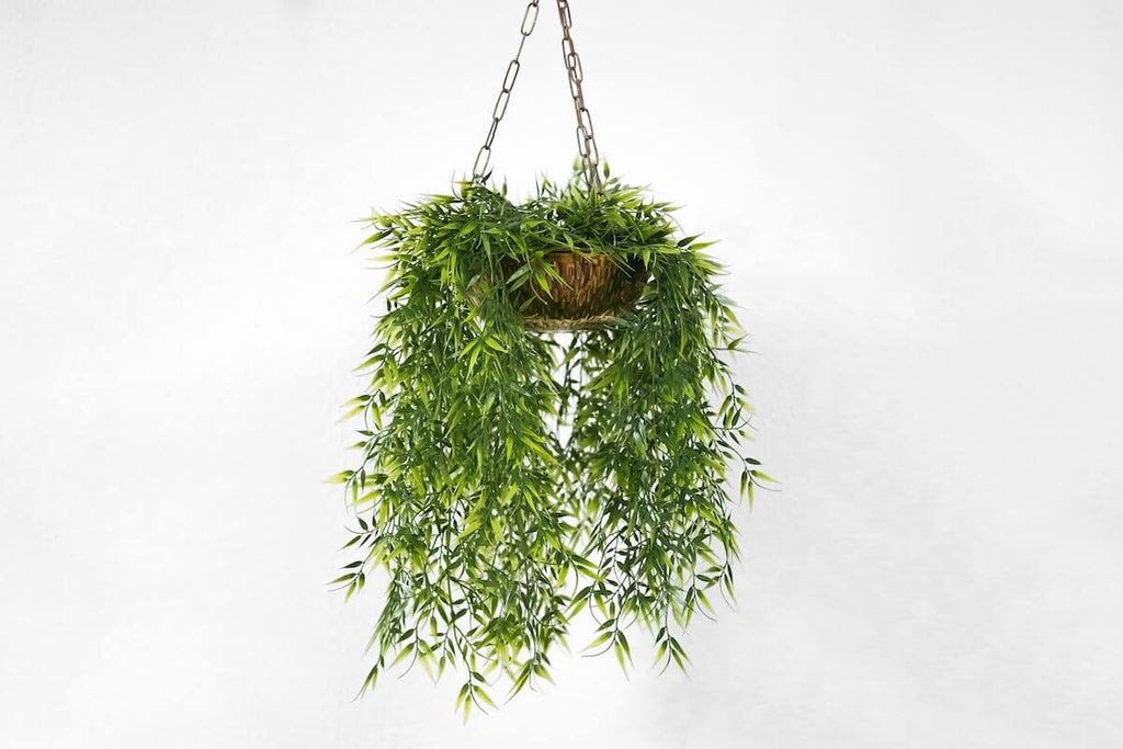 hanging plants at home
