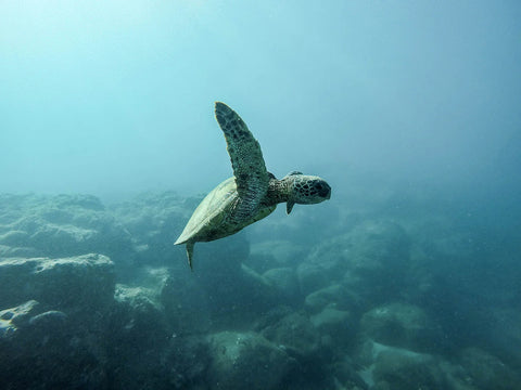 Soluzioni sostenibili per un futuro senza plastica.