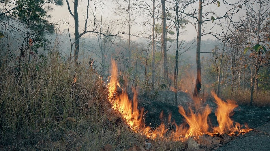 A wildfire in a forest.
