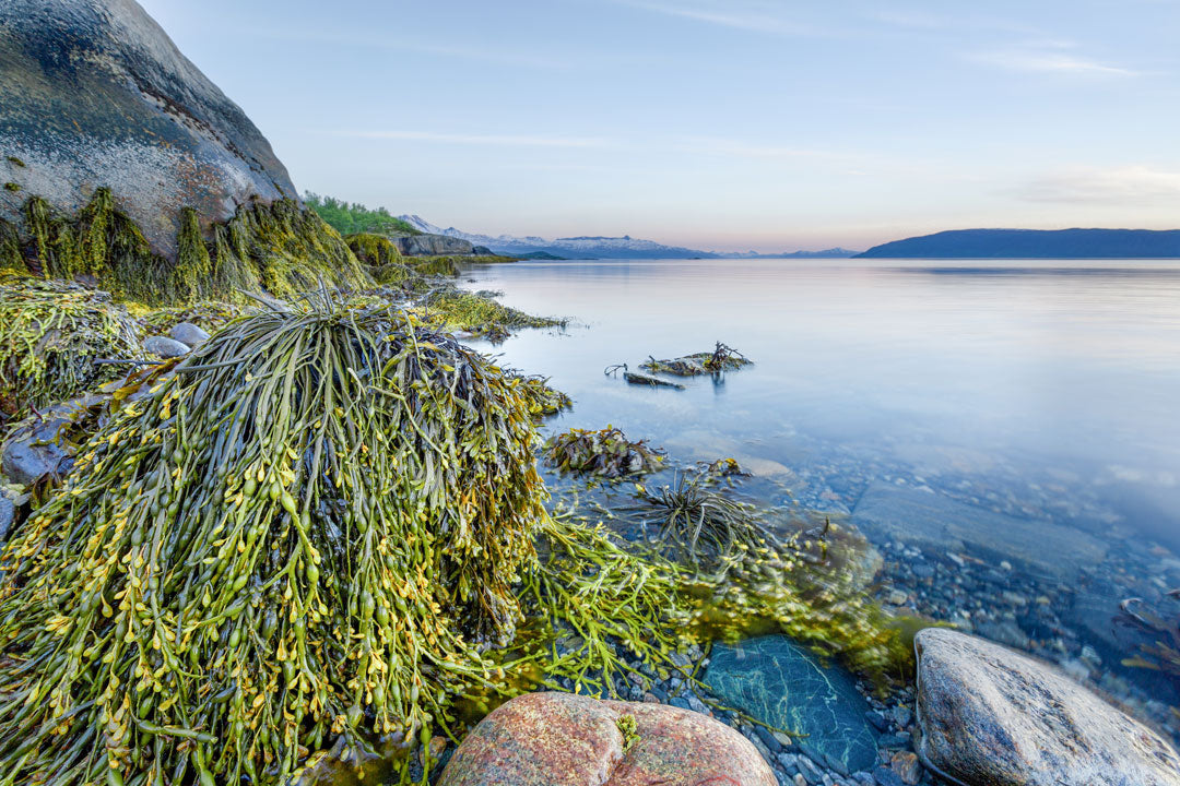 Kelp-Alge2zu3.jpg__PID:8c6686eb-6f87-4c13-8c2d-4eb15d6a32c3