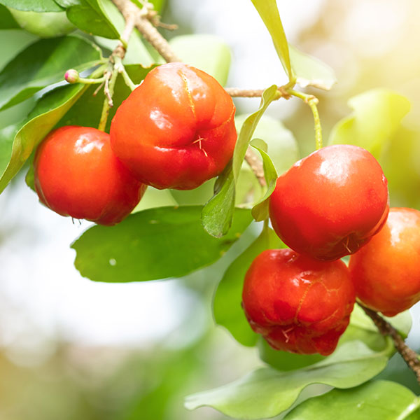 Bio Acerola C