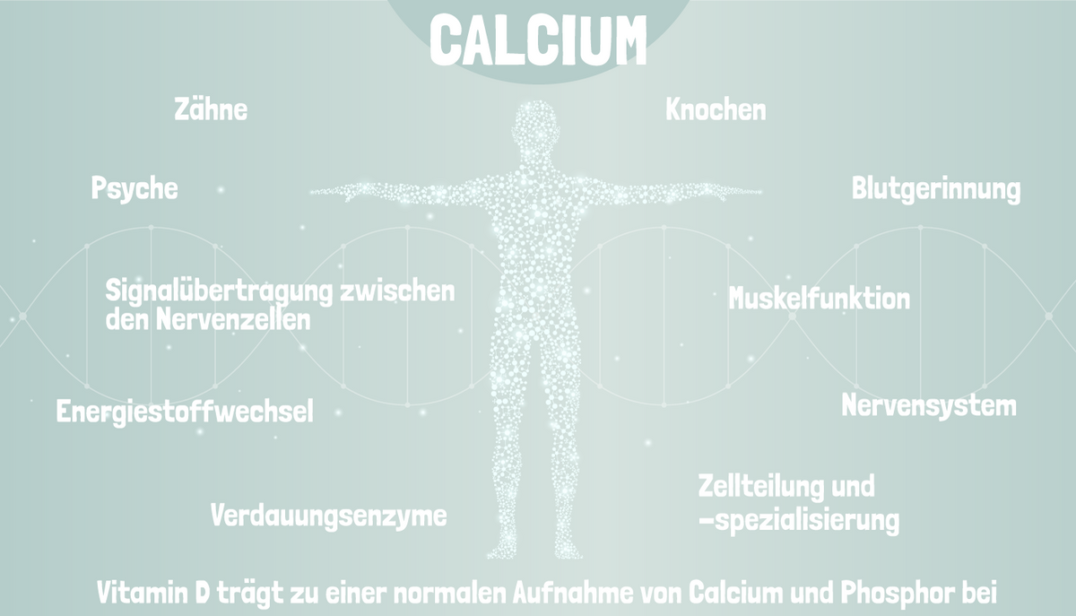 Calcium Wirkung